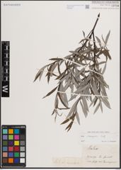 Foto von Salix eleagnos Scop.